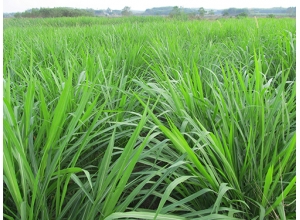 吉安黑麥草坪