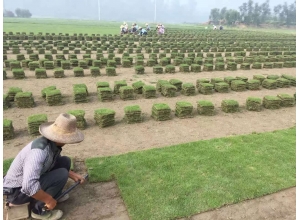 吉安江西草坪基地