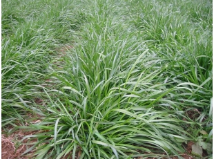 新余南昌黑麥草基地