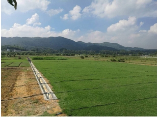 上饒江西草皮基地