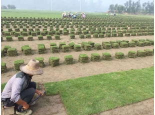 萍鄉江西草坪基地