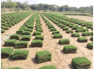 江西贛州草皮基地